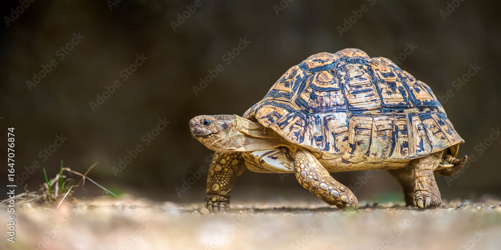 Fototapeta premium Leopard tortoise running on the sand. Stigmochelys pardalis, Bioparc, Doué la Fontaine, Doué en Anjou, Maine et Loire 49, Région Pays de la Loire, France, European Union, Europe