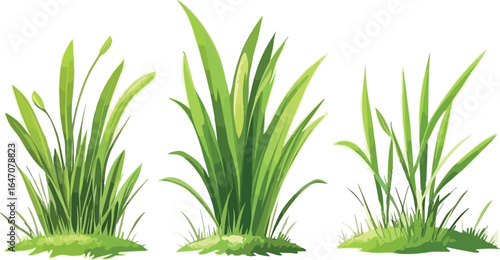 Fresh green grass isolated on a white background, highlighting the natural growth and vibrant color of the spring season
