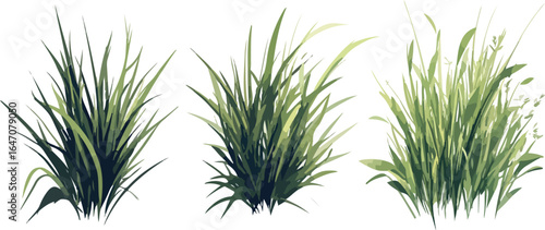 Three green grass tufts isolated on white background vector illustration