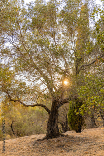 Kersia Corfu Greece coastal olive tree