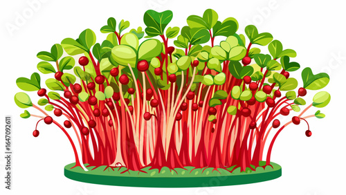 Microgreens sprouted radish Red Coral on white background, slender stems with vivid pink hues, tender leaves unfurling gracefully, radiating freshness, vitality, and nature’s delicate elegance in semi