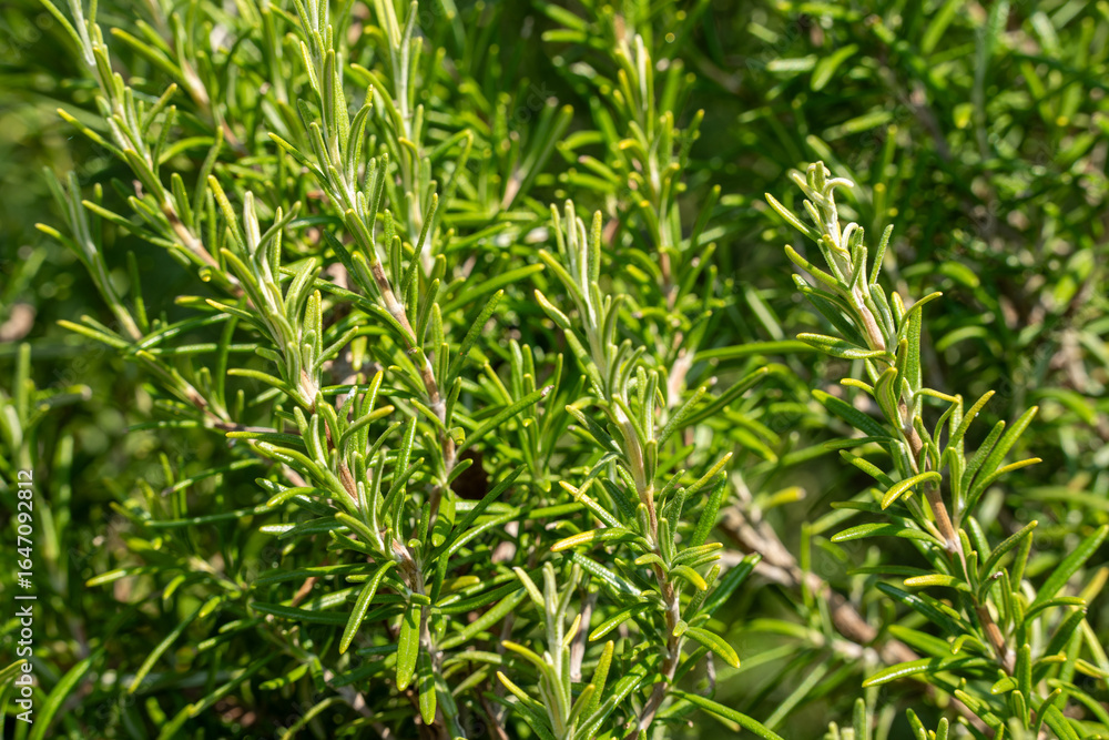 Fresh rosemary plant (salvia rosmarinus) with green leaves growing in a garden for aromatic food and culinary concept Fresh rosemary plant (salvia rosmarinus) with green leaves growing in a garden for aromatic food and culinary concept