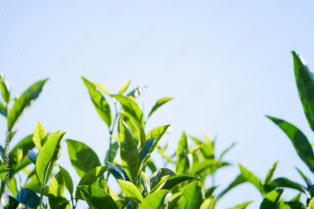 Obraz premium tea leaves kyoto uji japan