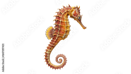 sea horse  isolated on transparent background