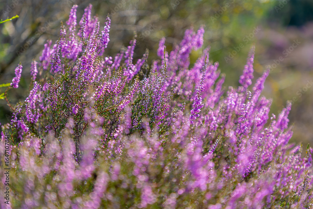 Fototapeta premium Selective focus bush of wild purple flowers Calluna vulgaris (heath, heide, ling or simply heather) is the sole species in the genus Calluna in the flowering plant family Ericaceae, Natural background