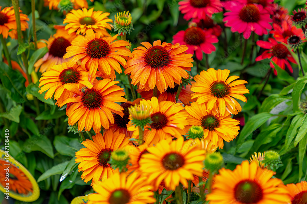 Fototapeta premium Selective focus of orange red flowers with green leaves in the garden, Echinacea commonly called coneflowers is a genus of herbaceous flowering plants in the daisy family, Natural floral background.