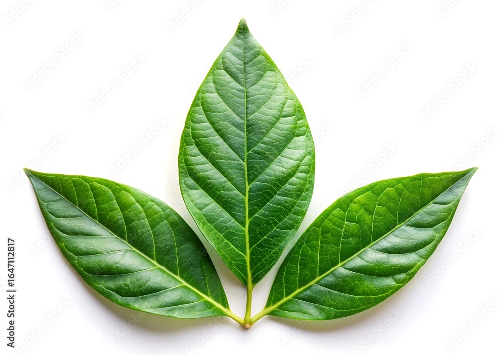 Obraz premium Three vibrant green leaves arranged in a symmetrical pattern on white background