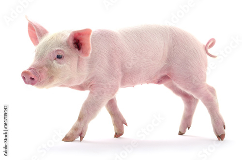 Papier peint Pink piglet isolated on white background