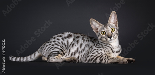 Bild auf Leinwand Gorgeous silver Savannah cat, laying down side ways