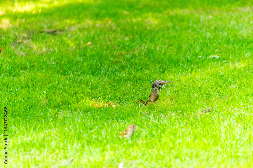 Obraz premium Passer domesticus pertenece a la familia de Passeridae.