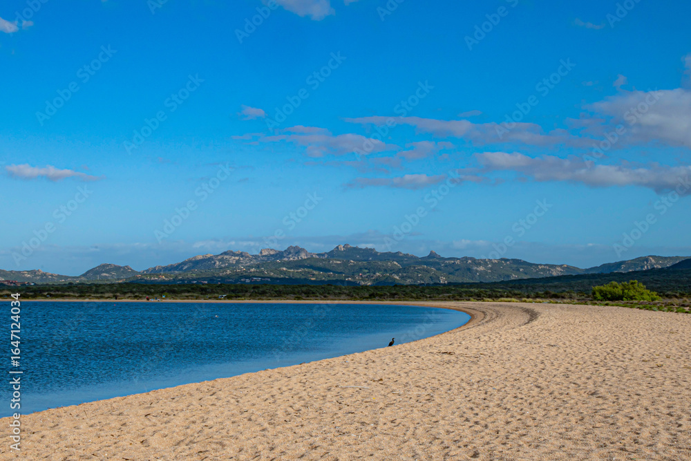 Fototapeta premium Cormorano solitario su spiaggia Sardegna