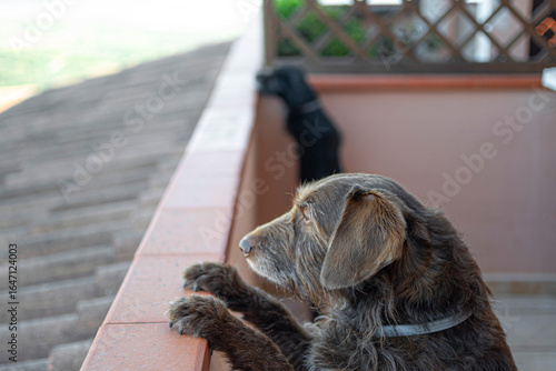 Cane guarda il panorama dal terrazzo
