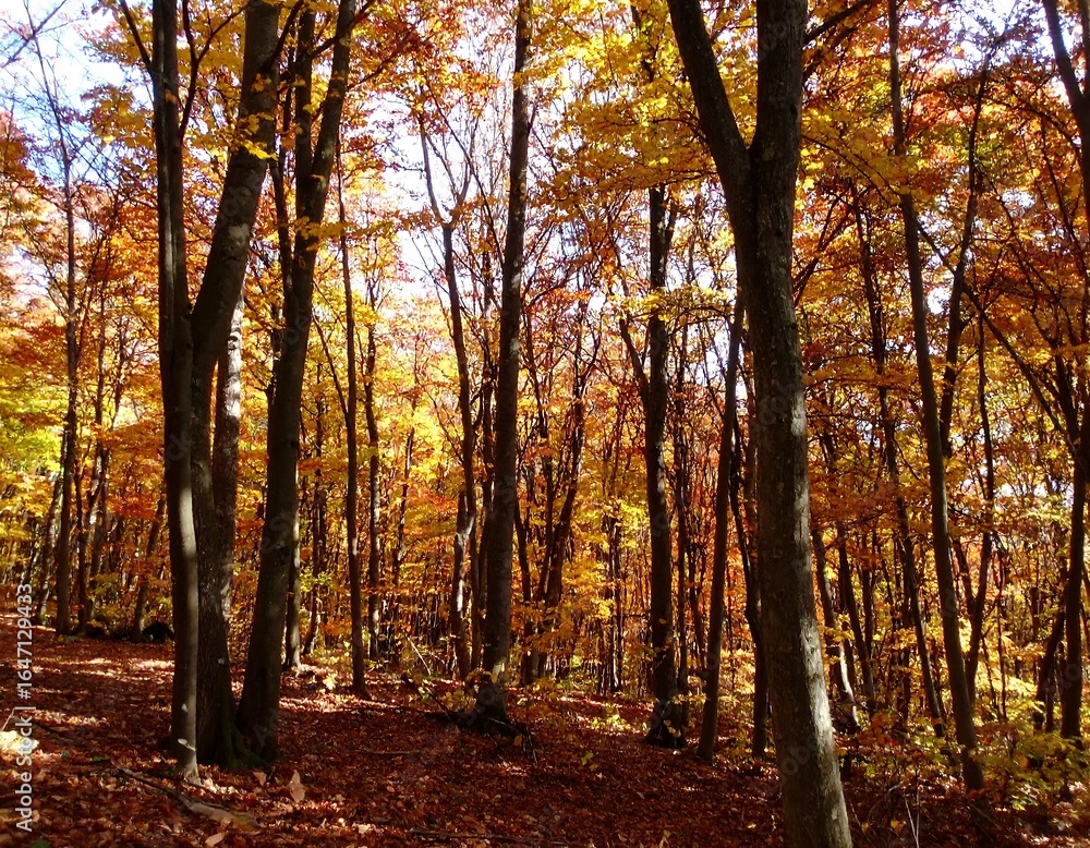 Obraz premium Autumn forest bathed in sunlight