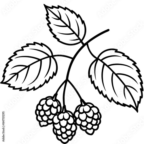 Northern hackberry line art vector