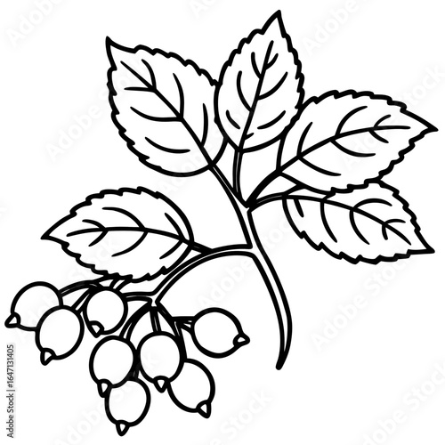 Northern hackberry line art vector