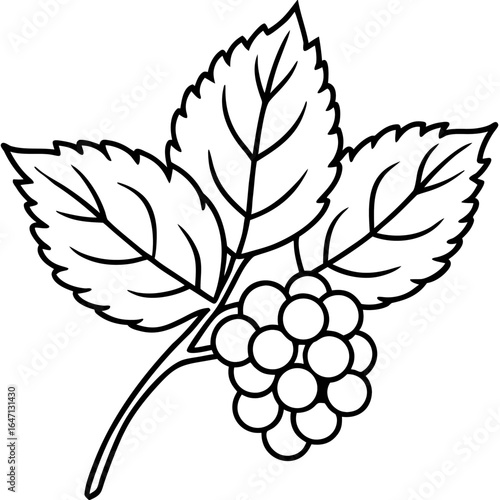 Northern hackberry line art vector