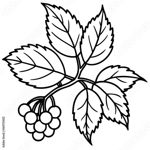 Northern hackberry line art vector