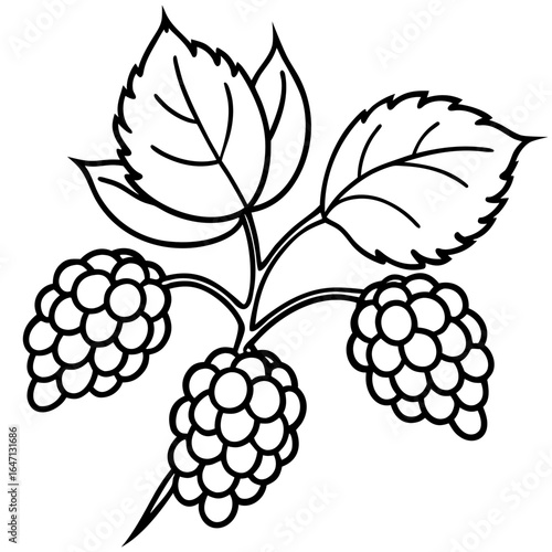 Northern hackberry line art vector