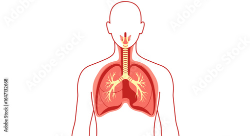 Understanding the human respiratory system and its vital functions for life