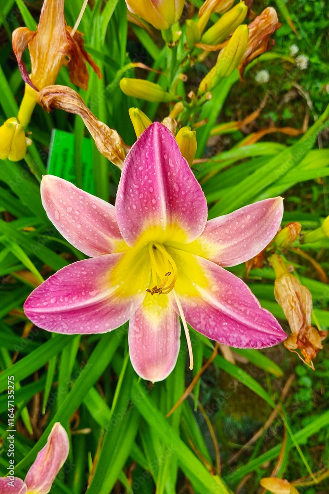Fototapeta premium Vibrant Pink and Yellow Daylily Blossom with Dewdrops in a Lush Garden Setting