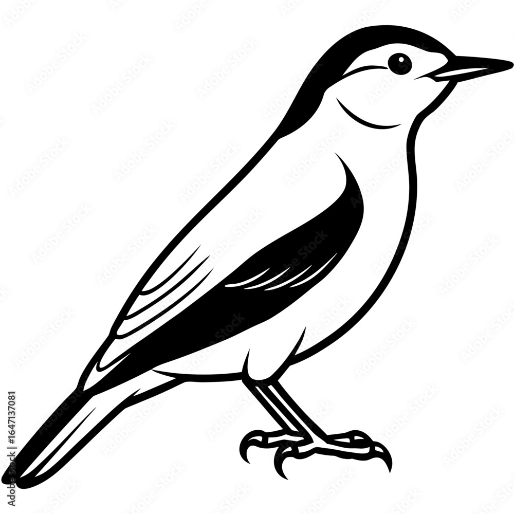 Obraz premium Nuthatch line art vector