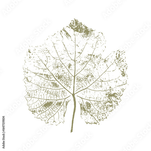 Grape leaf imprint, botanical stamp on white background. Vintage element design.