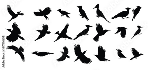 set of woodpecker bird silhouettes