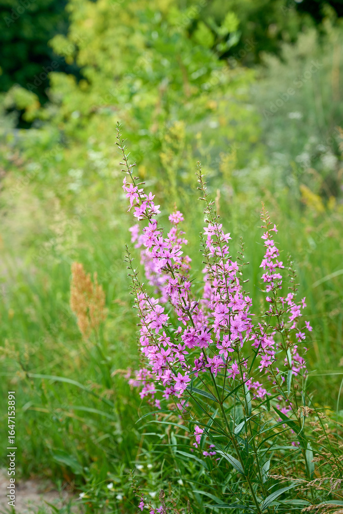Fototapeta premium Pink purple flower chamaenerion angustifolium blooming in the meadow.
