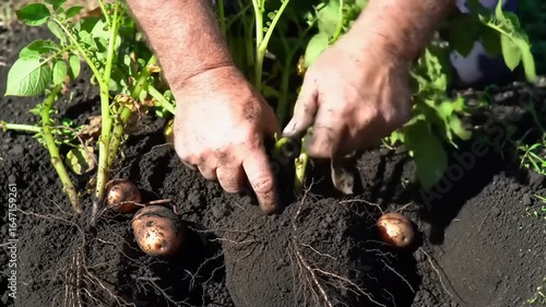 A gardener harvesting fresh potatoes from the soil on a sunny day in a vibrant garden