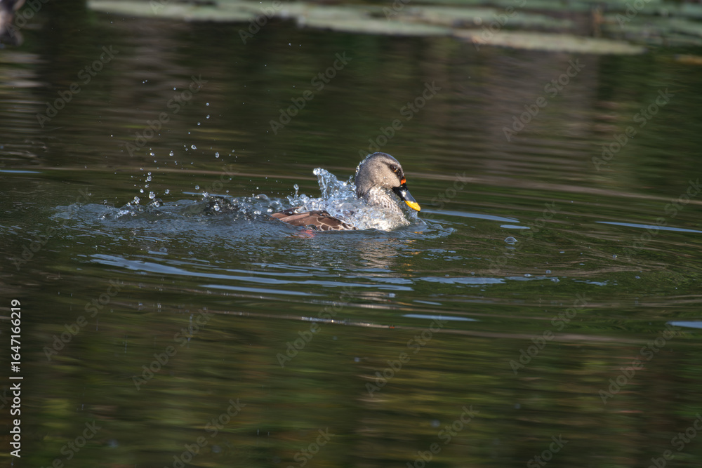 Obraz premium A beautiful Spot billed duck swimming on calm water , creating clear reflection and gentle ripples in a serene natural settings.