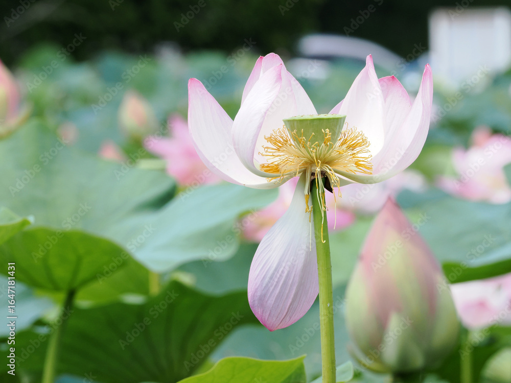 Fototapeta premium 散りゆく蓮の花
