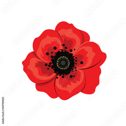 Red poppy isolated on white background