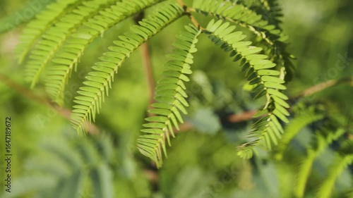 green fern leaf