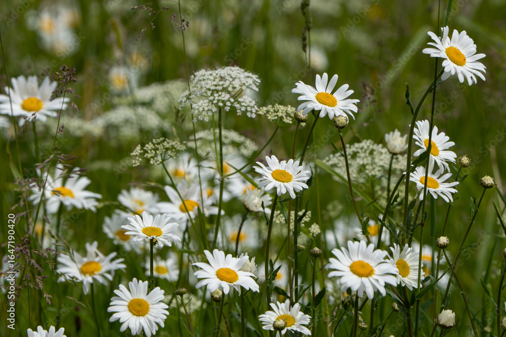 Fototapeta premium daisies in the meadow