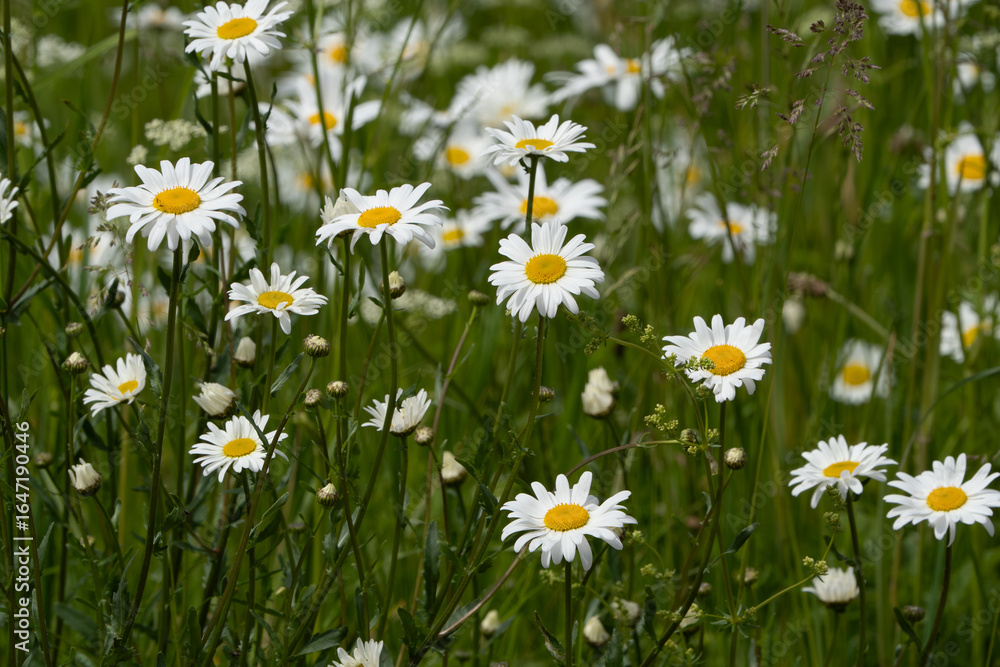 Fototapeta premium field of daisies
