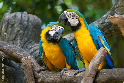Two blue-and-yellow macaws (Ara ararauna), also known as the blue-and-gold macaw