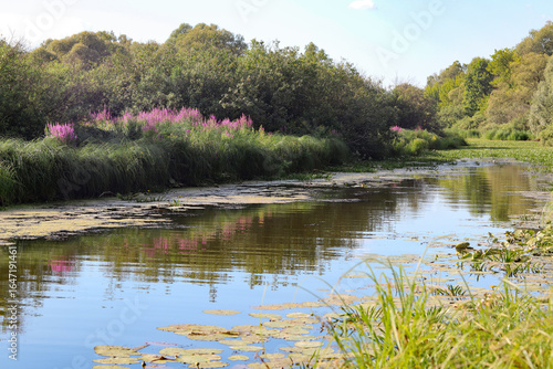 lake in the forest
