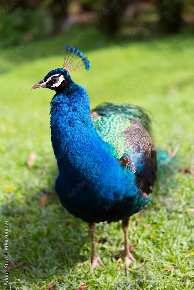 Obraz premium The male Indian peafowl (Pavo cristatus), also known as the blue peafowl