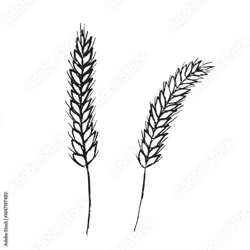 Two wheatears in black brush stroke texture isolated on white. Hand drawn vector sketch illustration in vintage charcoal ink. Agriculture concept, bakery illustration, bread production logo