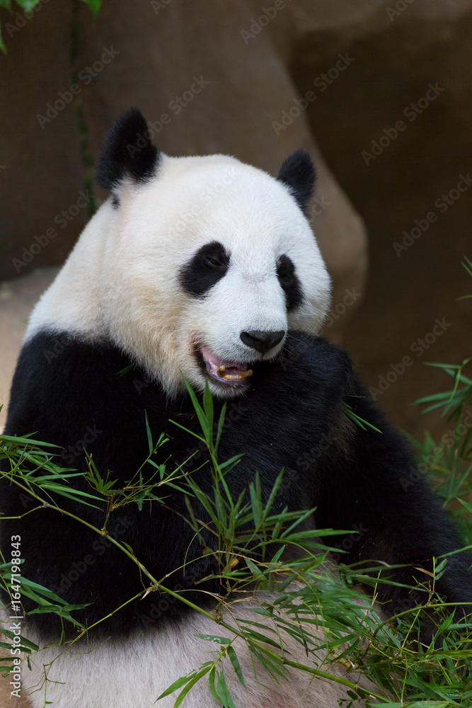 Obraz premium Panda eating bamboo ,Animal