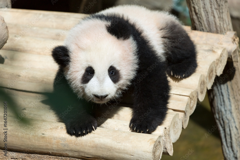 Obraz premium Panda ,Animal