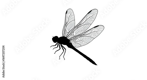 Black and white dragonfly illustration