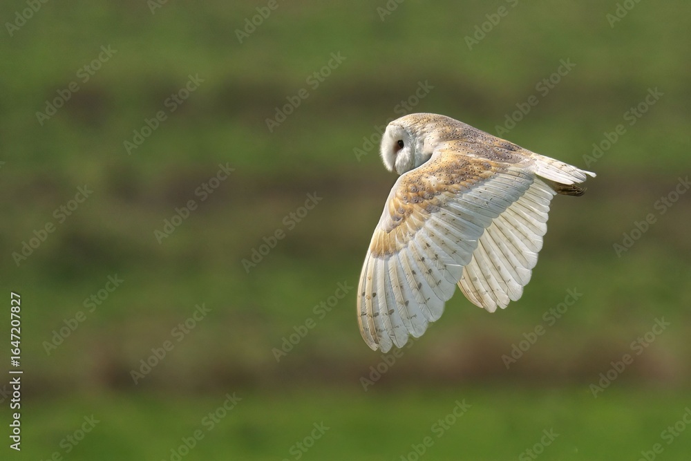 Fototapeta premium Barn owl gliding gracefully in flight.