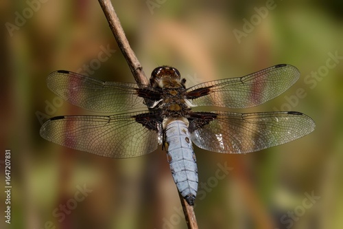 Fotografie Dragonfly close-up with detailed wings.