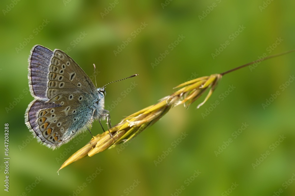 Obraz premium Butterfly on Grass Stem