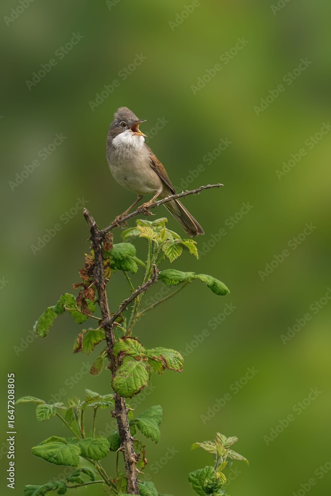 Obraz premium Bird on Branch with Green Background