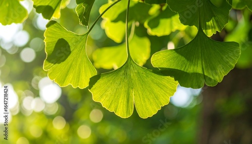 Ginkgo biloba leaves bathed in sunlight with a soft bokeh background