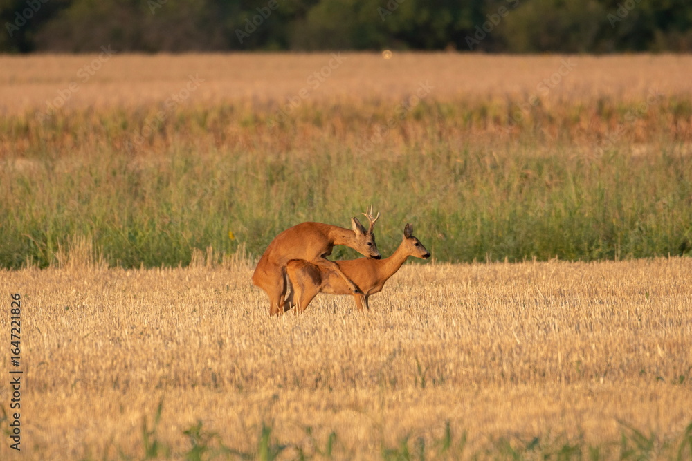 Naklejka premium Photo of a beautiful roe deer in mating season 