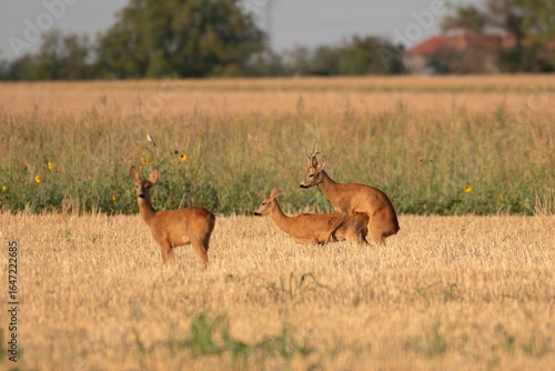 Photo of a beautiful roe deer in mating season	