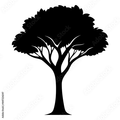tamarix aphylla silhouette vector on white background